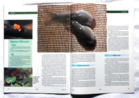 Ecologia e Desenvolvimento Magazine:<br />Article about frogs.
