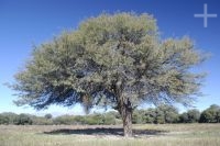 Un algarrobo, valle Calchaquí, Salta, Argentina