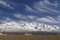 Vicuñas (Lama vicugna) en el Altiplano de la provincia de Catamarca, invierno, Argentina