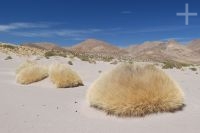 Gramíneas en el Altiplano (Puna) andino, Argentina