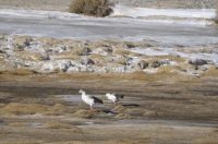 Um par de 'guayatas' (Chloephaga melanoptera), o ganso andino, em rio congelado, sob ventos fortes, inverno no Altiplano de Catamarca, Argentina