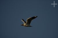 Gaviota andina (Larus serranus), en la Laguna de Pozuelos, en el Altiplano andino, provincia de Jujuy, Argentina