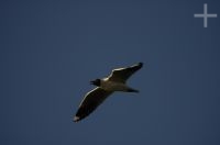 Gaviota andina (Larus serranus), en la Laguna de Pozuelos, en el Altiplano andino, provincia de Jujuy, Argentina