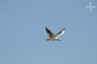 Una gaviota andina (Lanus serranus), cerca del paso y volcán Socompa (limite Argentina-Chile), provincia de Salta, Argentina