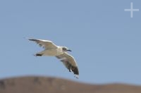 Una gaviota andina (Lanus serranus), cerca del paso y volcán Socompa (limite Argentina-Chile), provincia de Salta, Argentina