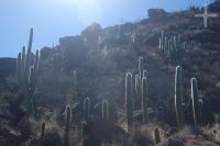 Cactus del género Trichocereus, cerca de la Laguna Brealito, en el valle Calchaquí, provincia de Salta, Argentina