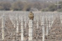 Bird of prey in the vineyard, Cafayate, Salta, Argentina