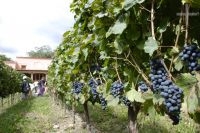 The "Fiesta de la Vendimia": grape harvest festival. Finca Las Nubes, Bodega Mounier, Cafayate, Salta, Argentina