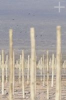 Vineyard structure, Cafayate, Salta, Argentina