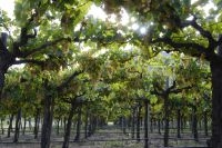 Vines, Cafayate, Salta, Argentina