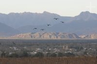 Burrowing parrots (Cyanoliseus patagonus andinus), Cafayate, Salta, Argentina