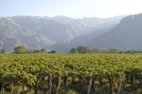 Grapevines on the outskirts of the town of Cafayate, province of Salta, Argentina
