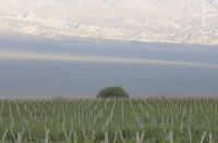 Vineyard, Cafayate, Salta, Argentina