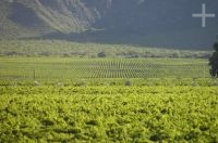 Grapevines, Cafayate, province of Salta, Argentina