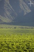 Grapevines, Cafayate, province of Salta, Argentina