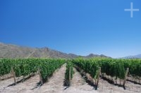 Grapevines, Cafayate, province of Salta, Argentina