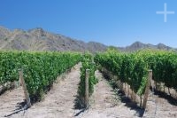 Grapevines, Cafayate, province of Salta, Argentina