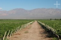 Grapevines, Cafayate, province of Salta, Argentina