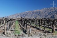 Grapevines, Cafayate, province of Salta, Argentina
