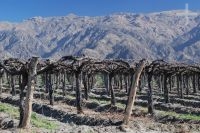 Grapevines, Cafayate, province of Salta, Argentina