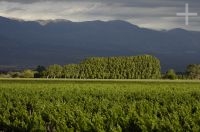 Vines, Cafayate, Salta, Argentina