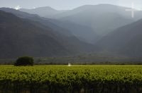 Vines, Cafayate, Salta, Argentina