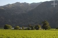 Vines, Cafayate, Salta, Argentina