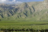Vineyard in Cafayate, Salta, Argentina