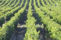 Vineyard in Cafayate, Salta, Argentina