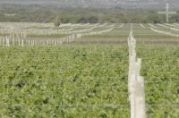 Vineyard, Cafayate, Salta, Argentina
