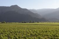 Vineyard, Cafayate, Salta, Argentina