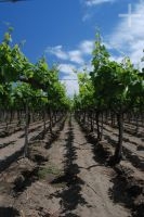 Grapevines, Cafayate, Salta province, Argentina