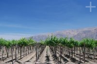 Grapevines, Cafayate, province of Salta, Argentina