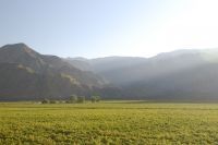 Grapevines on the outskirts of Cafayate, province of Salta, Argentina