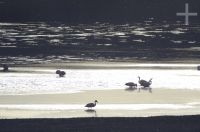 Flamingoes, Laguna Grande, Altiplano of Catamarca, Argentina