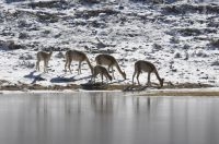 Vicuñas (Vicugna vicugna), Catamarca, Argentina