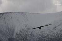 Condor andino (Vultur gryphus), planando pela Abra El Acay, província de Salta, Argentina