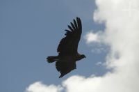 Condor andino (Vultur gryphus), planando pela Abra El Acay, província de Salta, Argentina