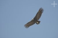 Condor andino (Vultur gryphus), planando pela Abra El Acay, província de Salta, Argentina