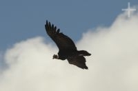 Andean Condor (Vultur gryphus), gliding around the Abra El Acay, province of Salta, Argentina