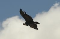 Condor andino (Vultur gryphus), planando pela Abra El Acay, província de Salta, Argentina