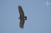 Andean Condor (Vultur gryphus), gliding around the Abra El Acay, province of Salta, Argentina