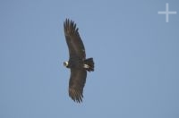 Condor andino (Vultur gryphus), planando pela Abra El Acay, província de Salta, Argentina