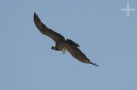 The Andean Condor (Vultur gryphus), in the Calchaquí valley, Salta, Argentina
