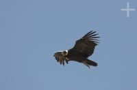 O Condor andino (Vultur gryphus), província de Salta, Argentina