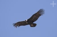 The Andean Condor (Vultur gryphus), province of Salta, Argentina