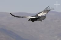 The Andean Condor (Vultur gryphus), province of Salta, Argentina