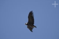 The Andean Condor (Vultur gryphus), province of Salta, Argentina