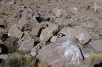 The Andean condor's guano, skeleton, province of Salta, Argentina