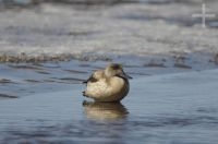 Crested duck (Lophonetta specularioides) on the Altiplano of Catamarca, Argentina